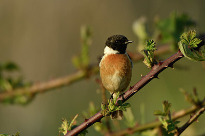 BUITEN BEELD Foto: 349181