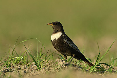 BUITEN BEELD Foto: 349184
