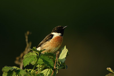 BUITEN BEELD Foto: 349187