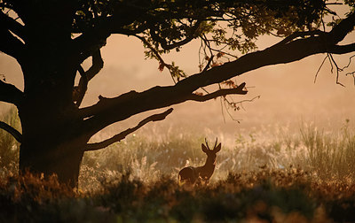 BUITEN BEELD Foto: 349190