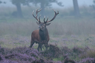 BUITEN BEELD Foto: 349191