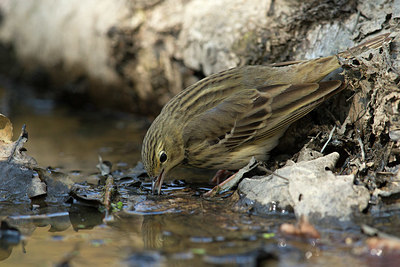 BUITEN BEELD Foto: 349203