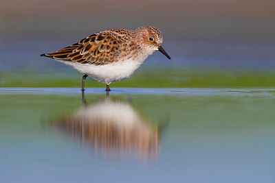 BUITEN BEELD Foto: 349244