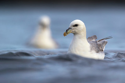 BUITEN BEELD Foto: 349323