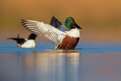 BUITEN BEELD Foto: 349357