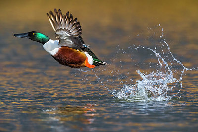 BUITEN BEELD Foto: 349358