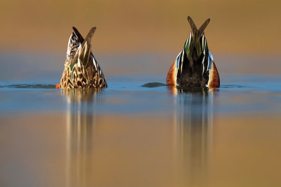 BUITEN BEELD Foto: 349359