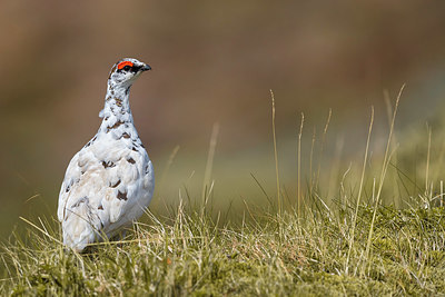 BUITEN BEELD Foto: 349447