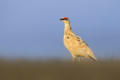 BUITEN BEELD Foto: 349472