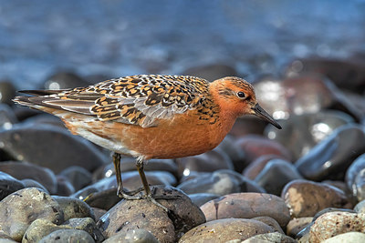 BUITEN BEELD Foto: 349499