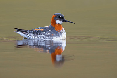 BUITEN BEELD Foto: 349512