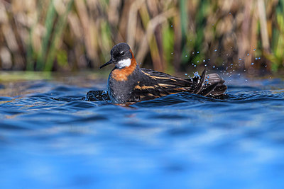 BUITEN BEELD Foto: 349530