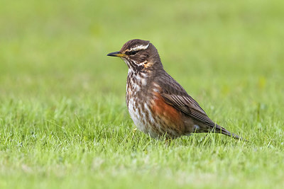 BUITEN BEELD Foto: 349565