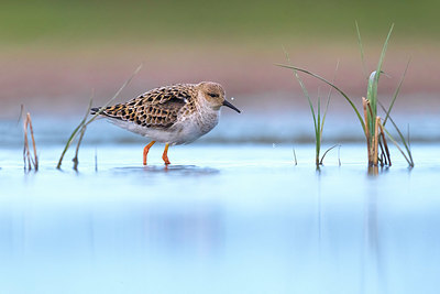 BUITEN BEELD Foto: 349587