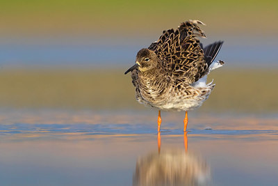 BUITEN BEELD Foto: 349602