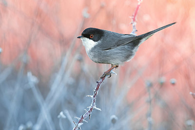 BUITEN BEELD Foto: 349616