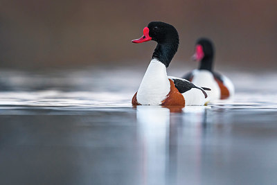 BUITEN BEELD Foto: 349630