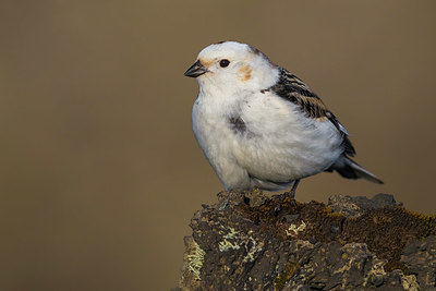 BUITEN BEELD Foto: 349636