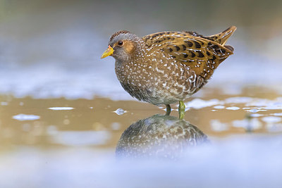 BUITEN BEELD Foto: 349651