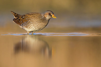 BUITEN BEELD Foto: 349659