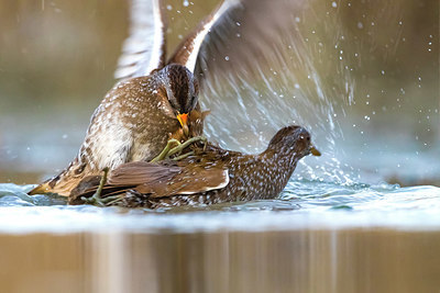 BUITEN BEELD Foto: 349660