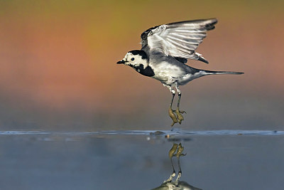 BUITEN BEELD Foto: 349686