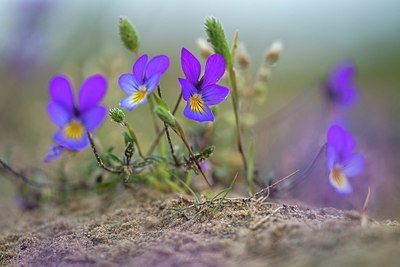 BUITEN BEELD Foto: 349738