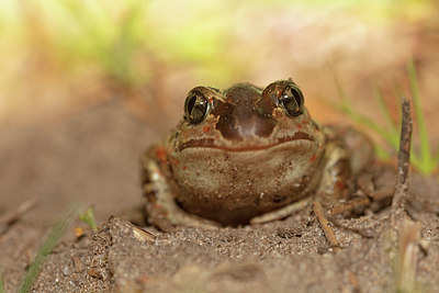 BUITEN BEELD Foto: 349757