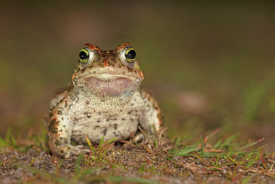 BUITEN BEELD Foto: 349764