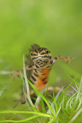 BUITEN BEELD Foto: 349772