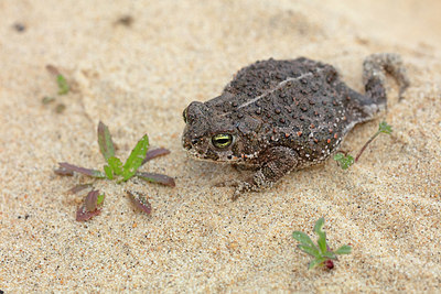 BUITEN BEELD Foto: 349858