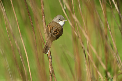 BUITEN BEELD Foto: 349877