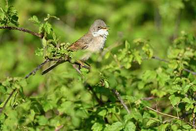 BUITEN BEELD Foto: 349881