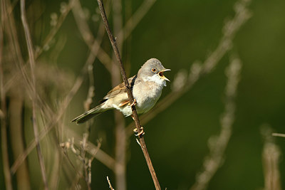BUITEN BEELD Foto: 349883