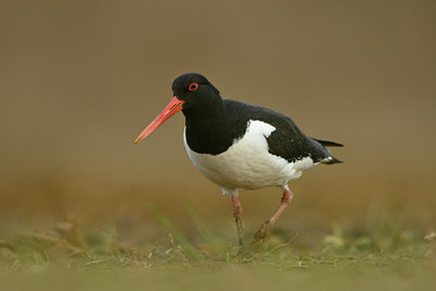 BUITEN BEELD Foto: 349884