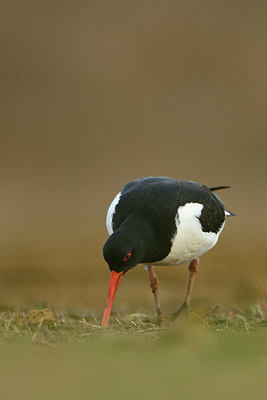 BUITEN BEELD Foto: 349888