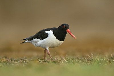 BUITEN BEELD Foto: 349889