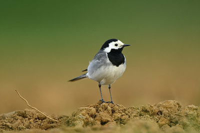 BUITEN BEELD Foto: 349890