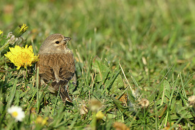 BUITEN BEELD Foto: 349914