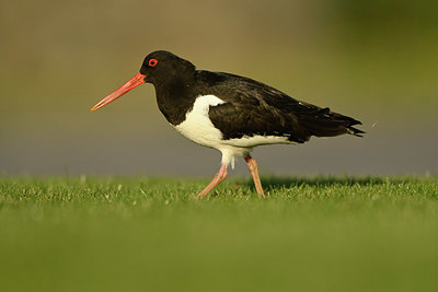 BUITEN BEELD Foto: 349916
