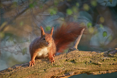 BUITEN BEELD Foto: 349927