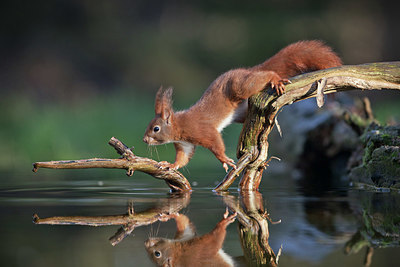 BUITEN BEELD Foto: 349929