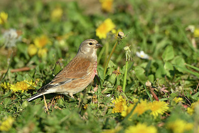 BUITEN BEELD Foto: 349941