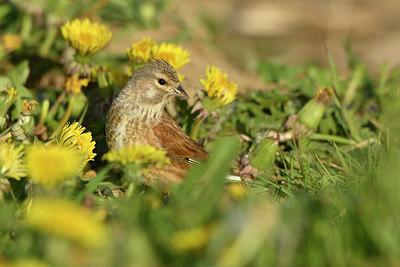 BUITEN BEELD Foto: 349943