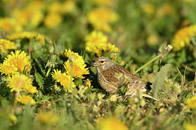 BUITEN BEELD Foto: 349945