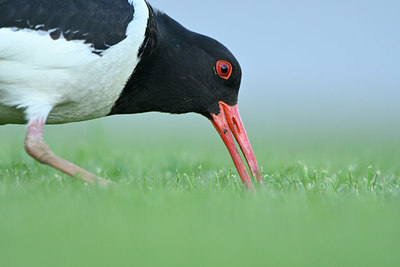BUITEN BEELD Foto: 349946