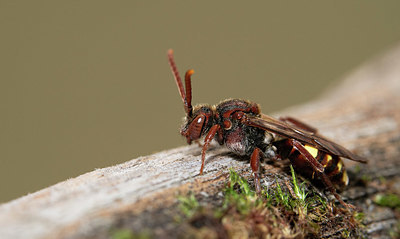 BUITEN BEELD Foto: 349950