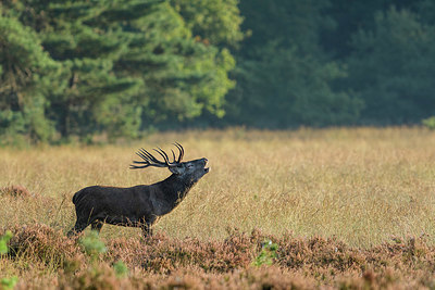 BUITEN BEELD Foto: 349953