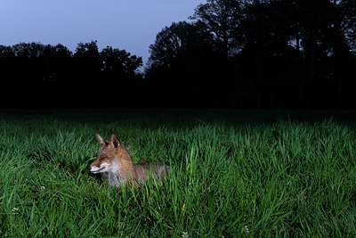 BUITEN BEELD Foto: 349986