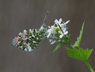 BUITEN BEELD Foto: 350088